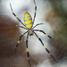 Araña Asiática Joro - Photo (c) Trey Wardlaw, algunos derechos reservados (CC BY-NC), subido por Trey Wardlaw