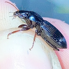 Pterostichus permundus