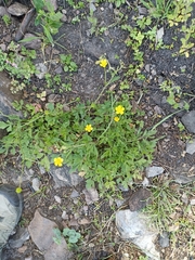 Ranunculus multifidus