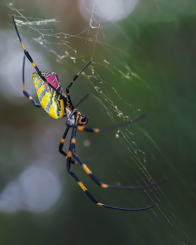 Joro Spider, photo 2 of 9