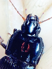Pterostichus permundus