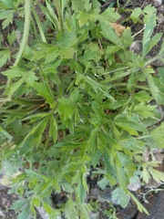 Ranunculus multifidus