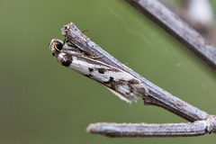 Philobota impletella
