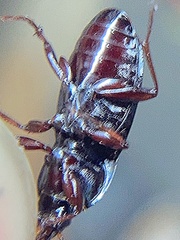 Pterostichus permundus