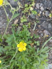 Ranunculus multifidus