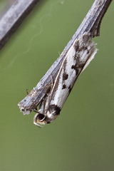 Philobota impletella