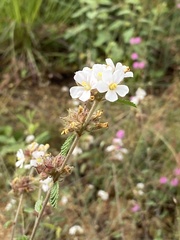 Waltheria indica