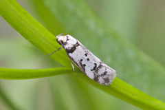 Philobota impletella