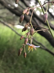 Dianella callicarpa