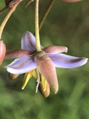 Dianella callicarpa
