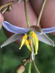 Dianella callicarpa