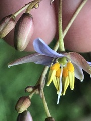 Dianella callicarpa