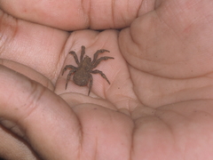 Cryptothele sundaica