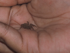 Cryptothele sundaica