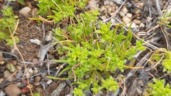 Lastarriaea chilensis