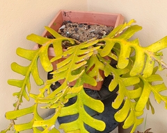 Selenicereus anthonyanus