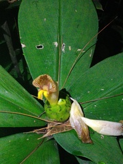 Costus malortieanus