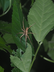 Heteropoda ocyalina
