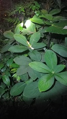 Costus malortieanus