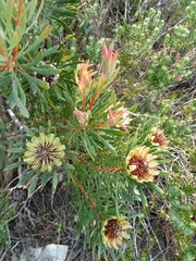 Protea scolymocephala