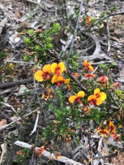 Dillwynia phylicoides