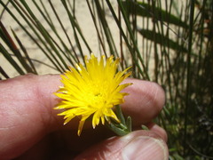 Lampranthus glaucus