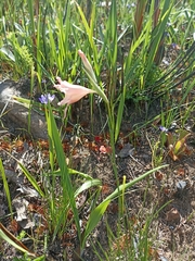 Gladiolus virgatus