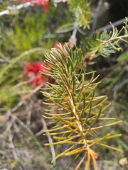 Melaleuca quadrifida
