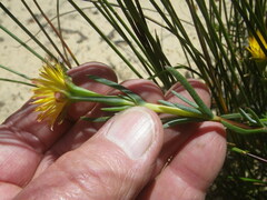 Lampranthus glaucus