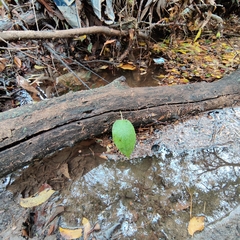 Azolla caroliniana