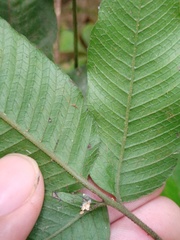 Grypothrix triphylla