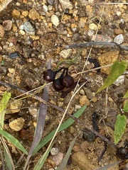 Sisyrinchium micranthum