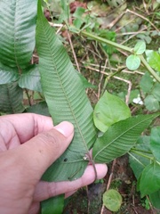 Grypothrix triphylla