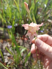 Gladiolus virgatus