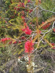 Melaleuca quadrifida