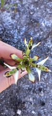 Disa bivalvata