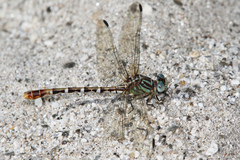 Erpetogomphus lampropeltis natrix