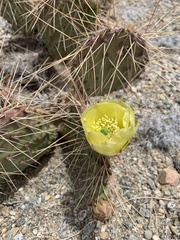 Opuntia phaeacantha