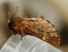 Ptilophora plumigera
