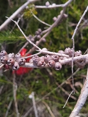 Melaleuca quadrifida