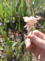 Gladiolus virgatus