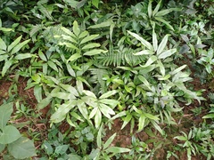 Taenitis blechnoides