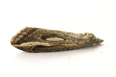 Chesias legatella