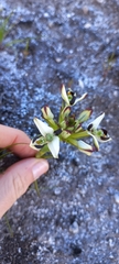 Disa bivalvata