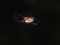 Leucauge fastigata
