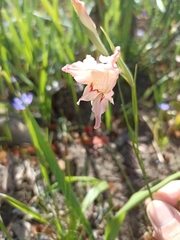 Gladiolus virgatus
