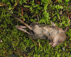 Sorex vagrans