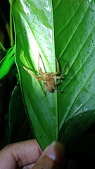 Heteropoda javana