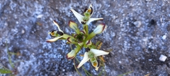 Disa bivalvata