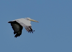 Pelecanus crispus